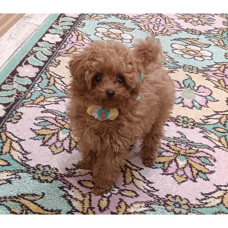 成約済の奈良県のティーカッププードル-438203の3枚目