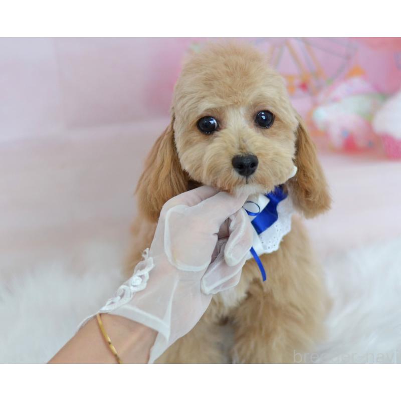 販売中の埼玉県のミックス犬-413224の8枚目