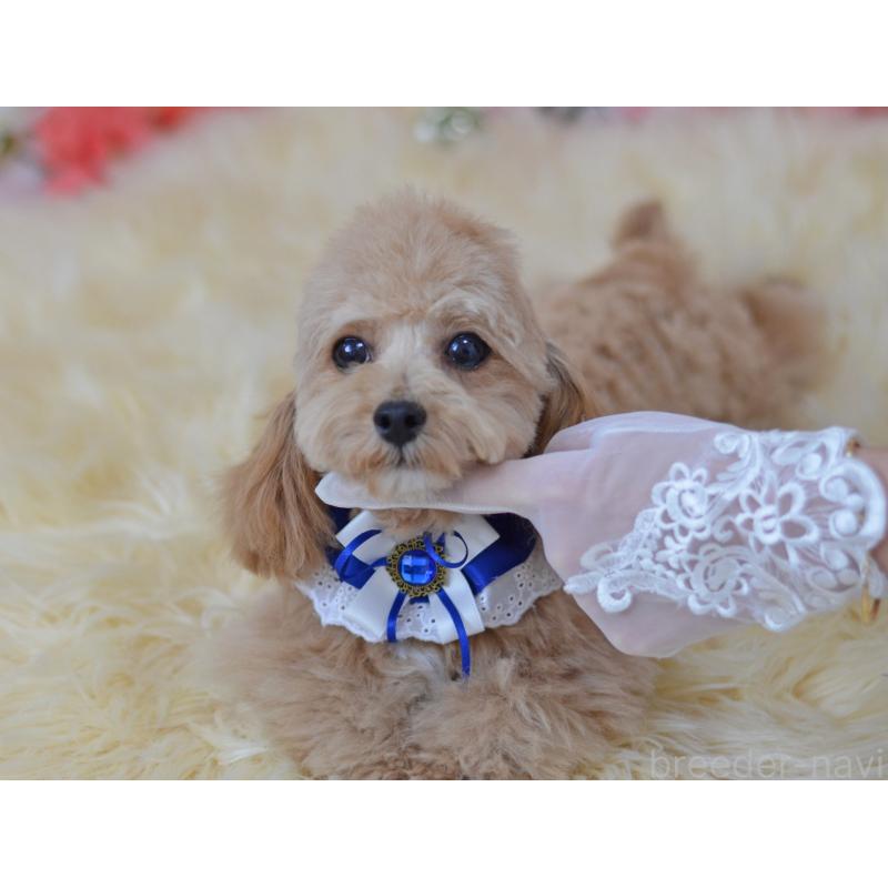 販売中の埼玉県のミックス犬-413224の7枚目