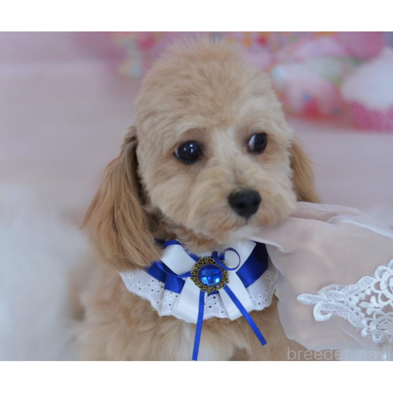 販売中の埼玉県のミックス犬-413224の6枚目