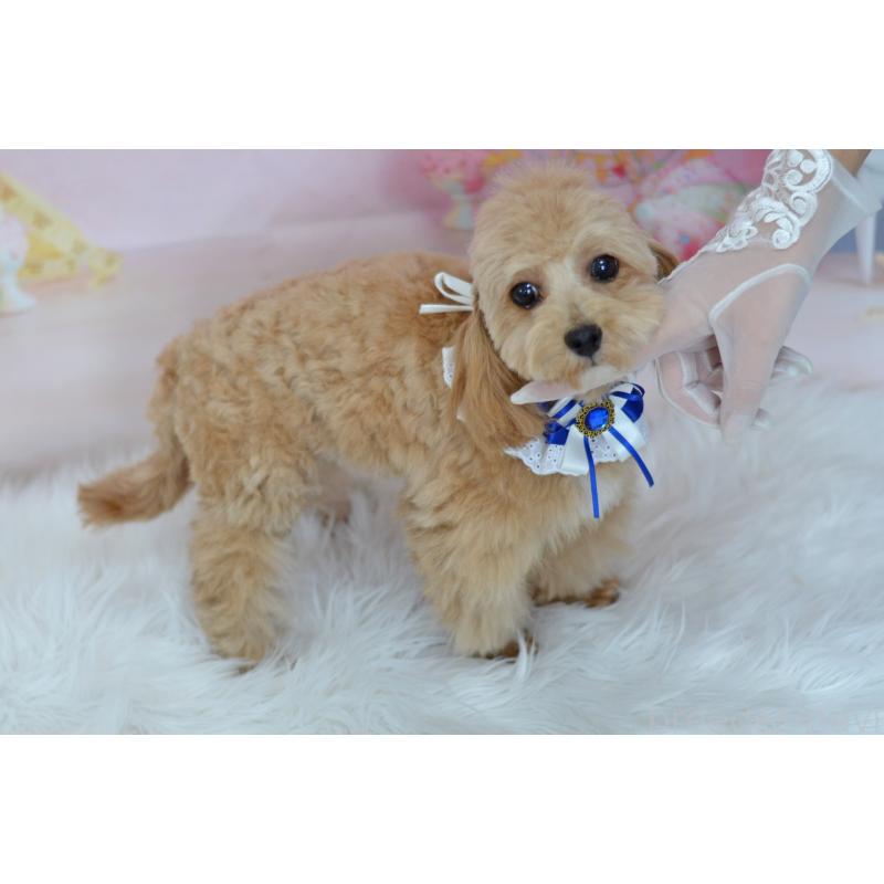 販売中の埼玉県のミックス犬-413224の5枚目