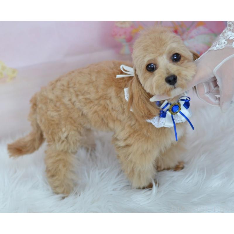 販売中の埼玉県のミックス犬-413224の4枚目