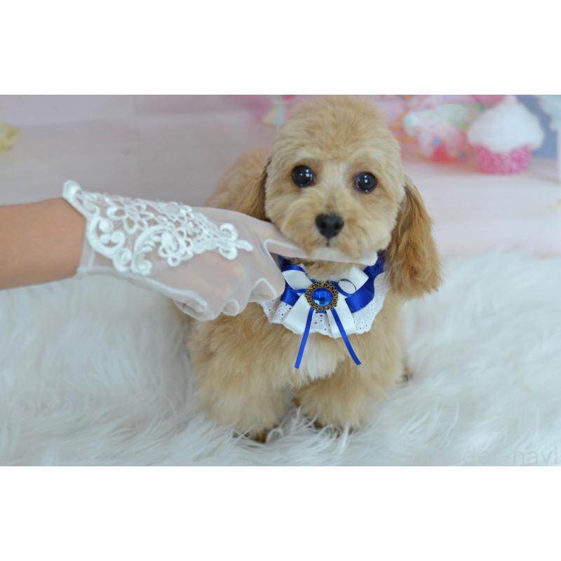 販売中の埼玉県のミックス犬-413224の3枚目