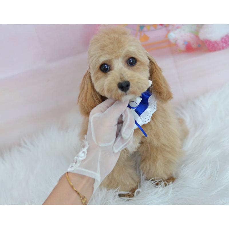 販売中の埼玉県のミックス犬-413224の2枚目