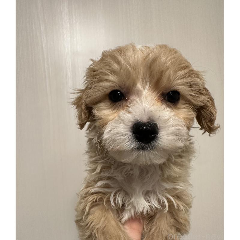 販売中の滋賀県のチワプー:チワワ×トイプードル-439097の3枚目