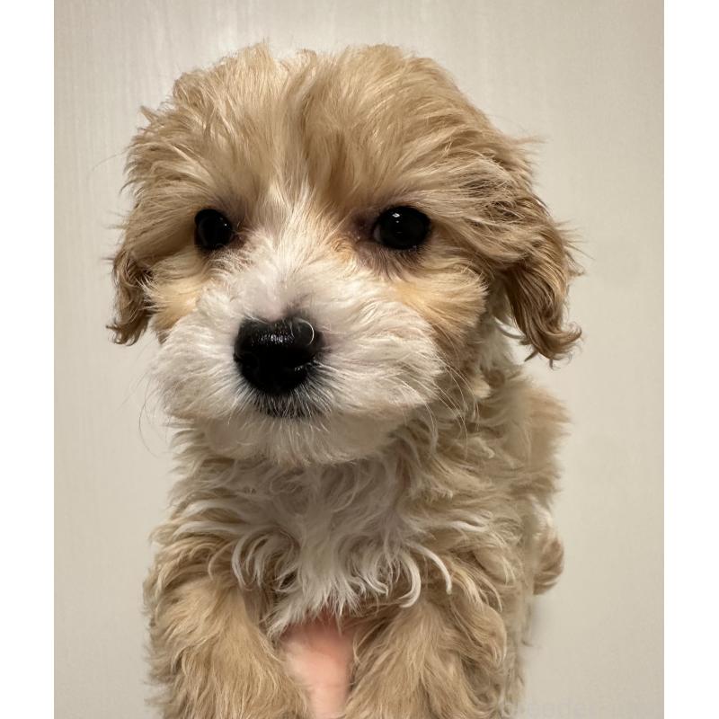 販売中の滋賀県のチワプー:チワワ×トイプードル-439097の2枚目