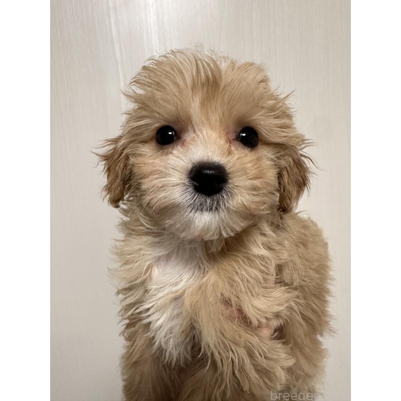 販売中の滋賀県のチワプー:チワワ×トイプードル-439098の3枚目
