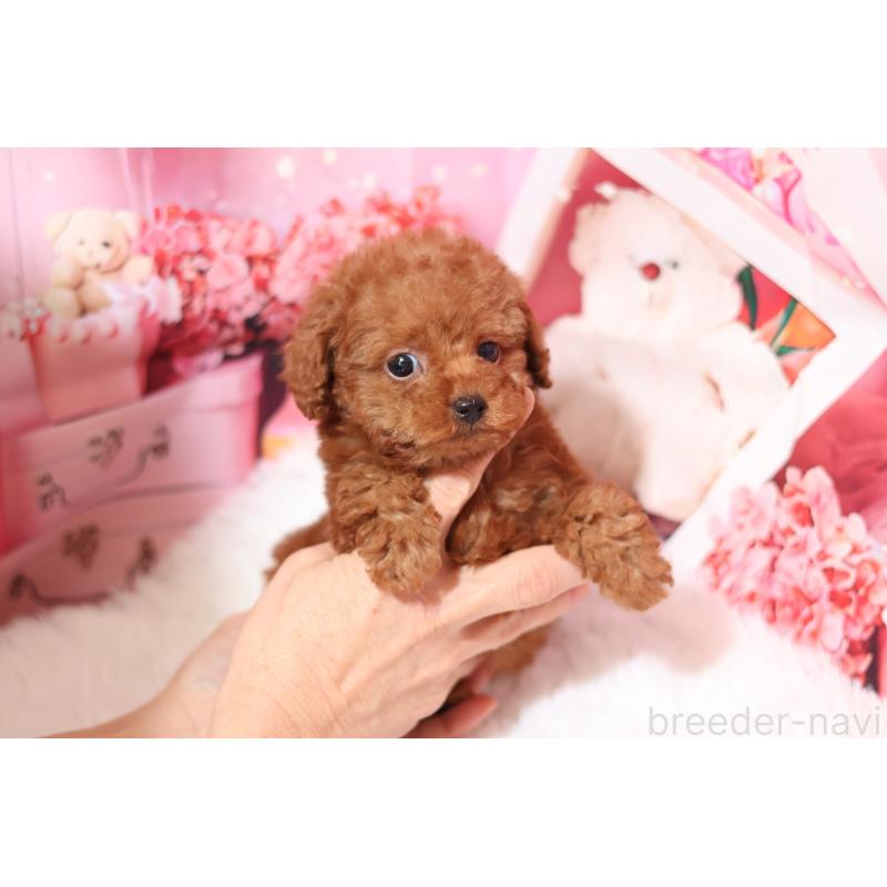 販売中の大阪府のティーカッププードル-439101の2枚目