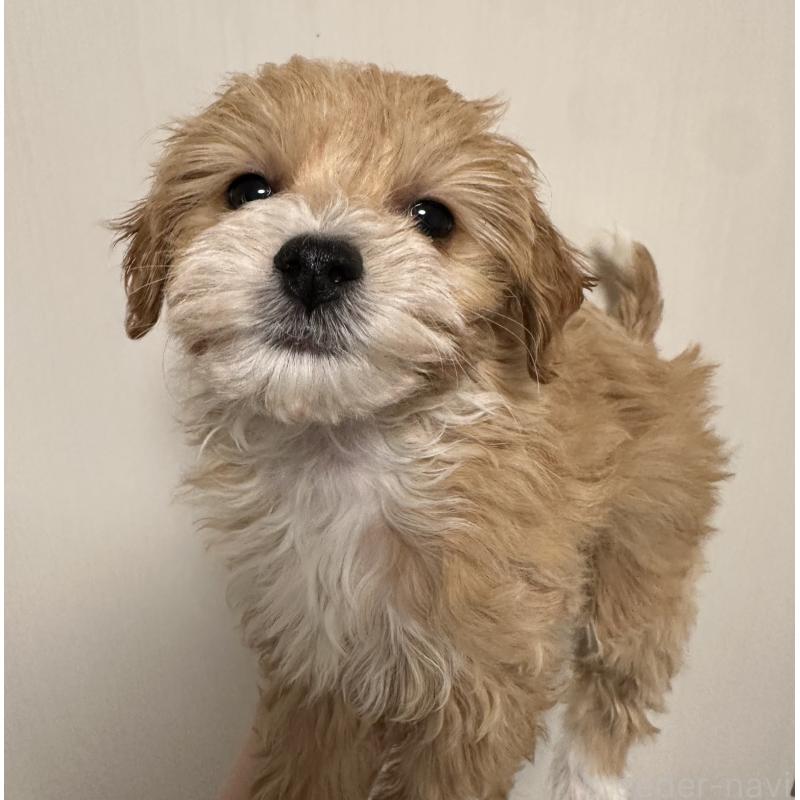 販売中の滋賀県のチワプー:チワワ×トイプードル-439099の3枚目