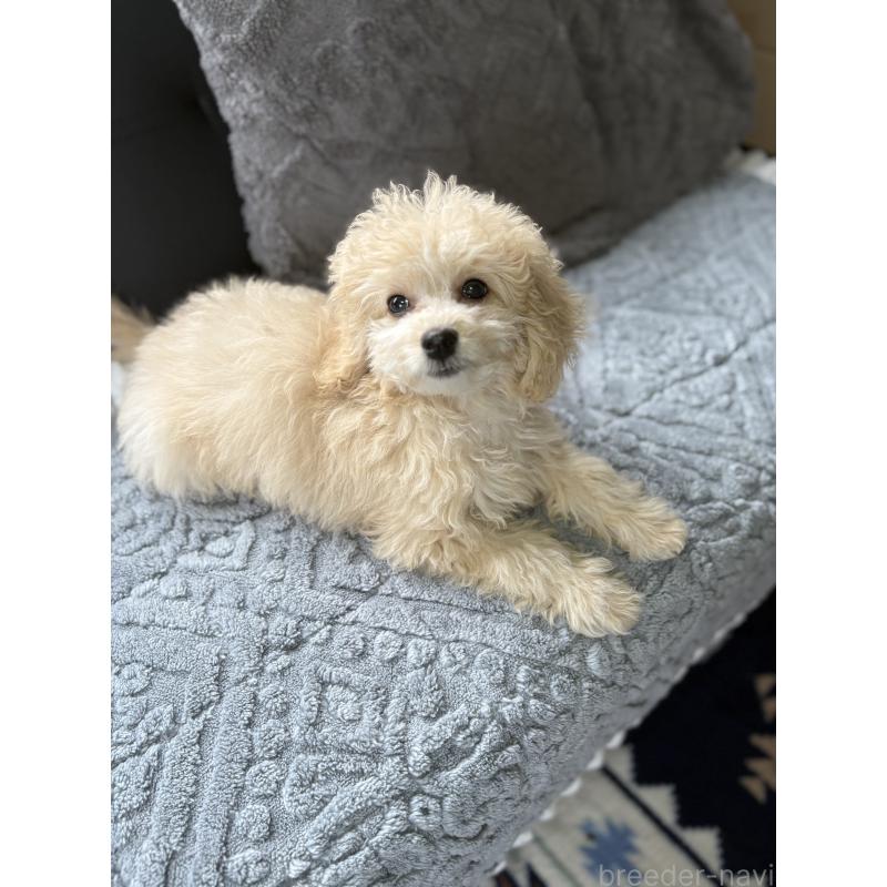 販売中の茨城県のミックス犬-429921の2枚目