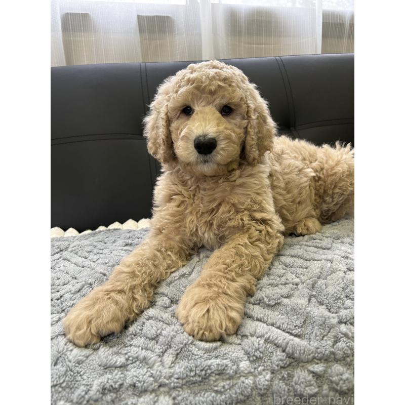 成約済の茨城県のスタンダードプードル-433632の7枚目