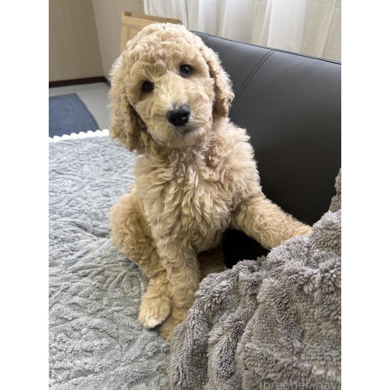 成約済の茨城県のスタンダードプードル-433632の6枚目