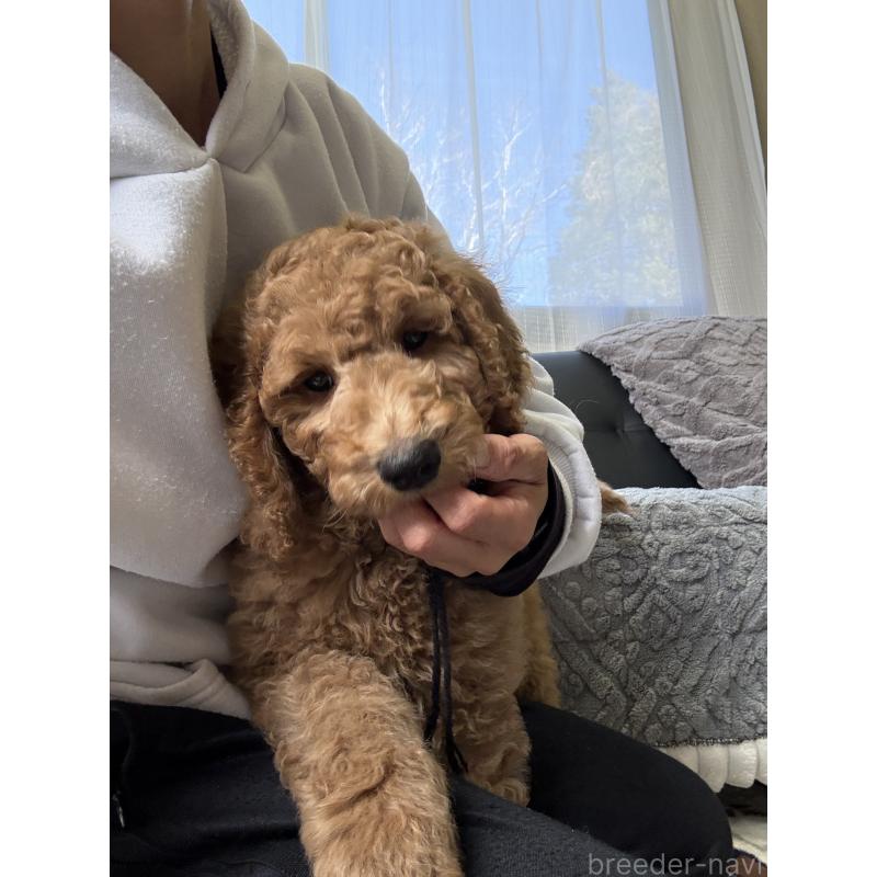 販売中の茨城県のスタンダードプードル-433638の5枚目