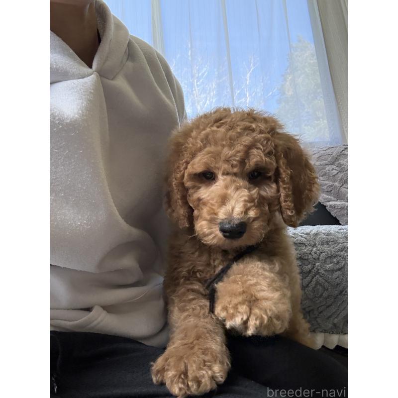 販売中の茨城県のスタンダードプードル-433638の4枚目