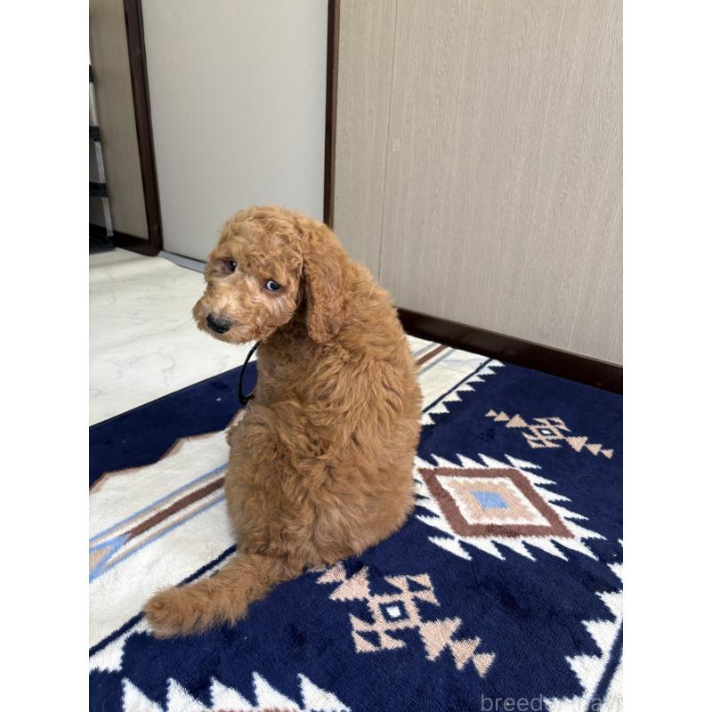 販売中の茨城県のスタンダードプードル-433638の3枚目