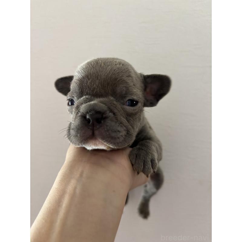 販売中の愛媛県のフレンチブルドッグ-439104の4枚目