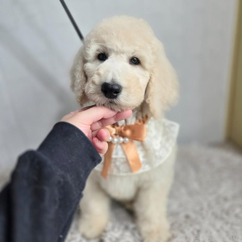 成約済の石川県のスタンダードプードル-435860の1枚目