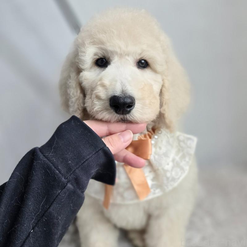 成約済の石川県のスタンダードプードル-435860の6枚目