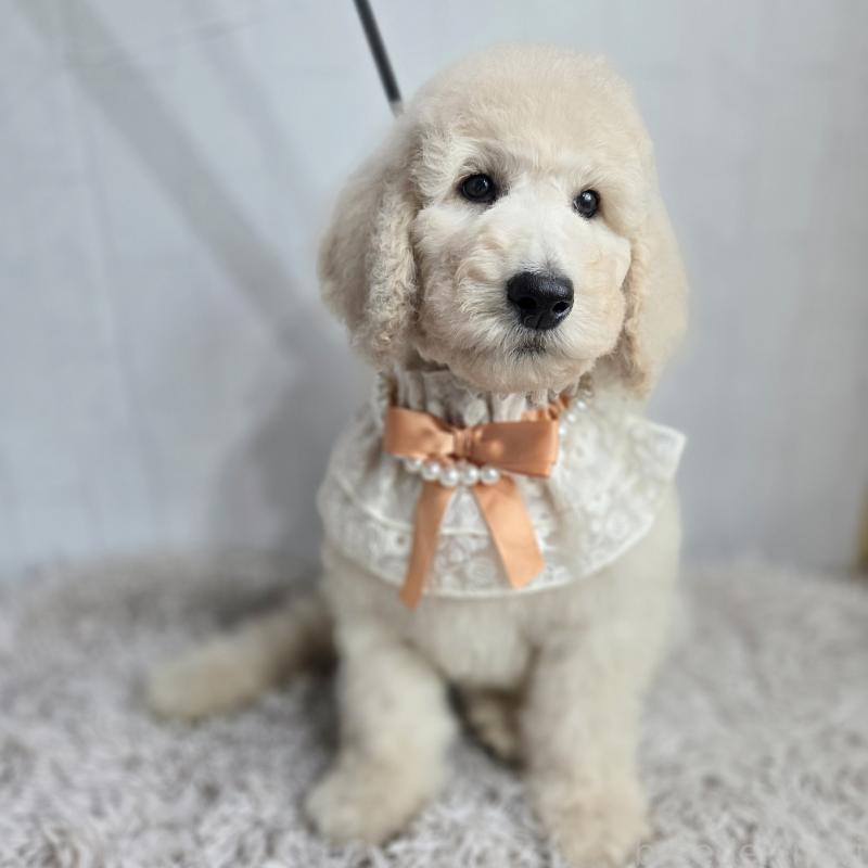 成約済の石川県のスタンダードプードル-435860の5枚目