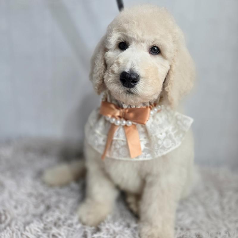 成約済の石川県のスタンダードプードル-435860の3枚目