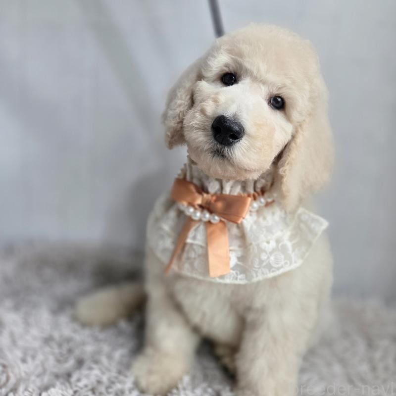 成約済の石川県のスタンダードプードル-435860の2枚目