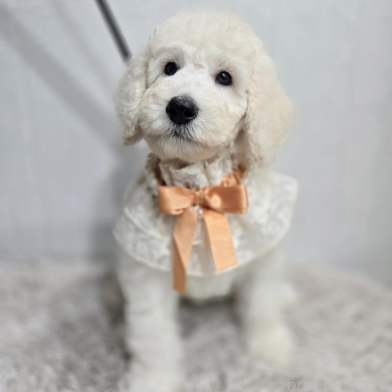 販売中の石川県のスタンダードプードル-435864