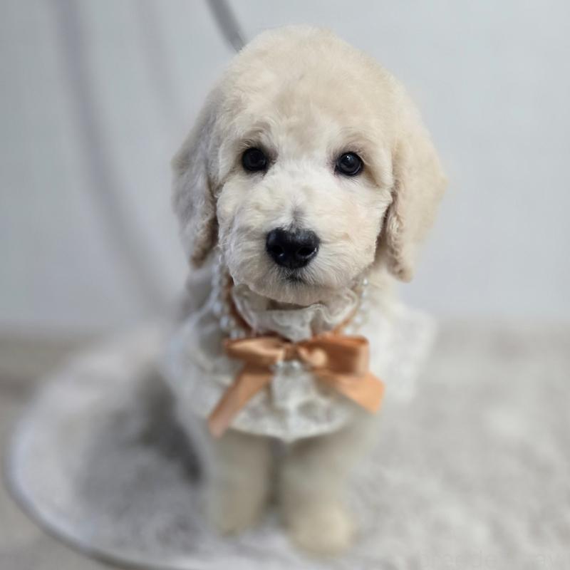 販売中の石川県のスタンダードプードル-435859