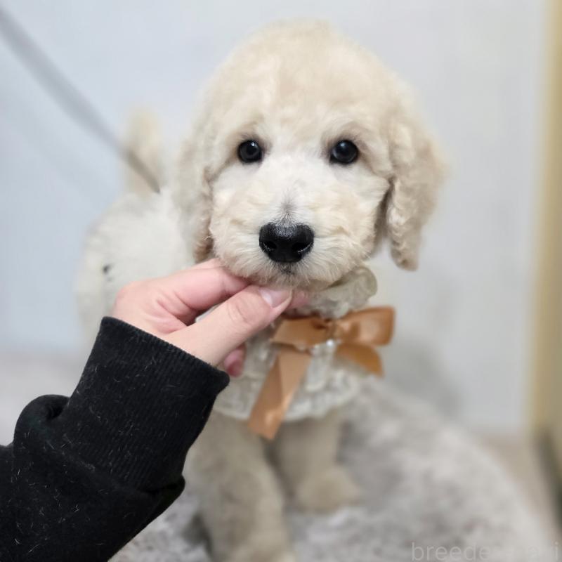 販売中の石川県のスタンダードプードル-435859の7枚目