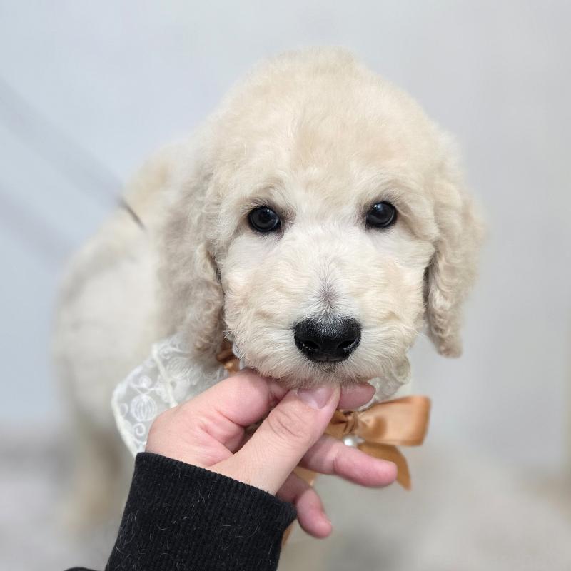 販売中の石川県のスタンダードプードル-435859の5枚目