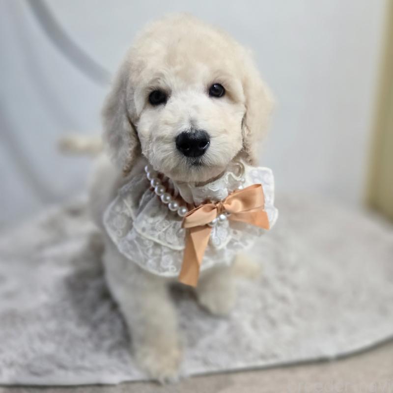 販売中の石川県のスタンダードプードル-435859の4枚目