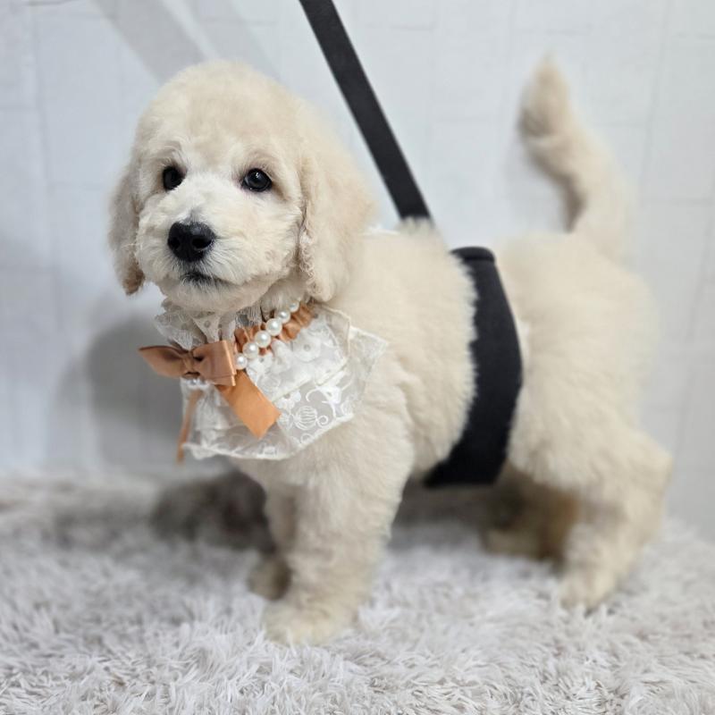 販売中の石川県のスタンダードプードル-435859の3枚目