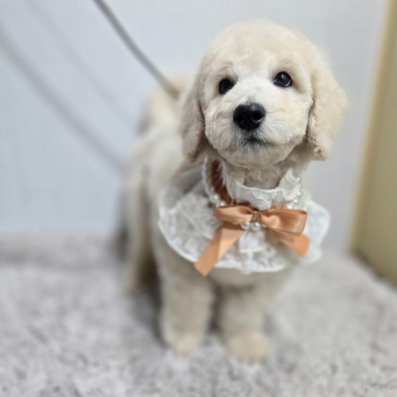 販売中の石川県のスタンダードプードル-435859の2枚目