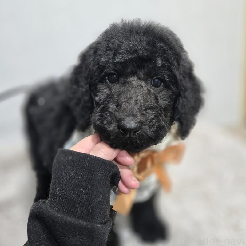 成約済の石川県のスタンダードプードル-435857の7枚目