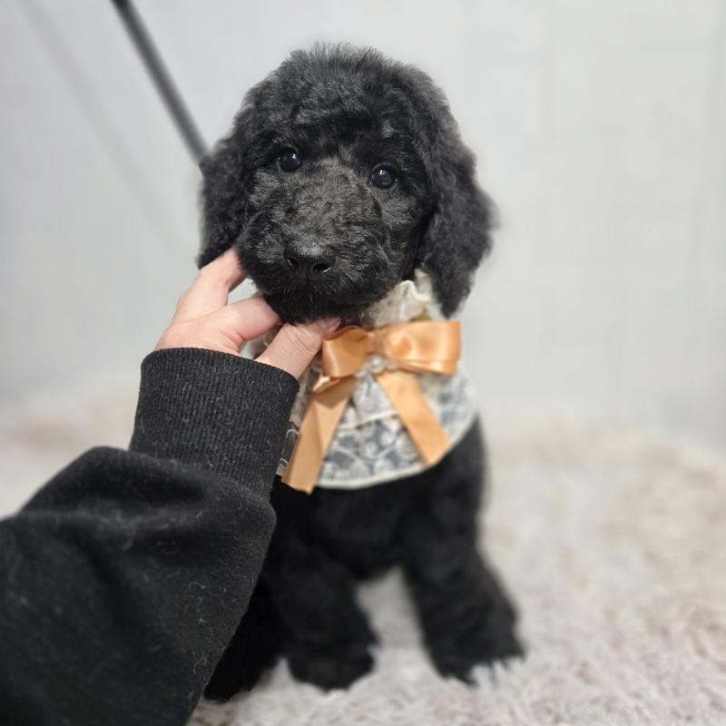 成約済の石川県のスタンダードプードル-435857の6枚目