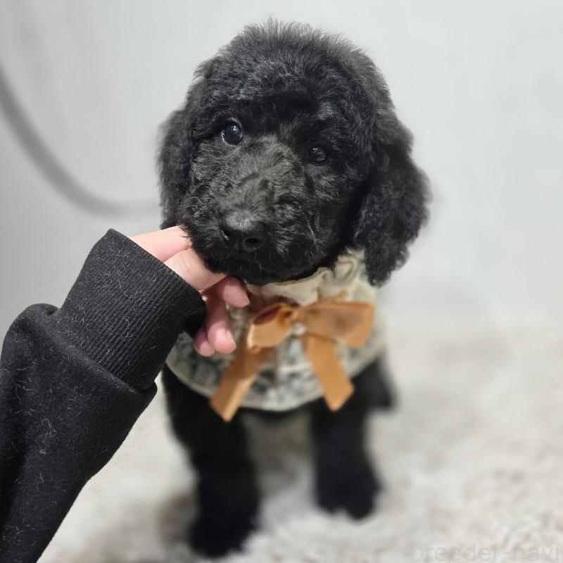 成約済の石川県のスタンダードプードル-435857の5枚目