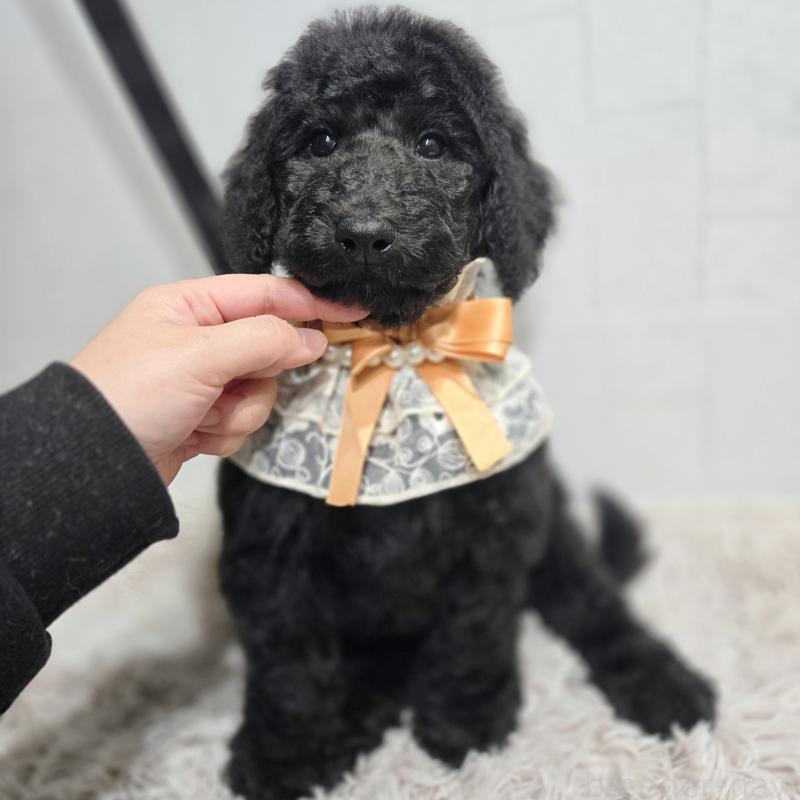 成約済の石川県のスタンダードプードル-435857の4枚目