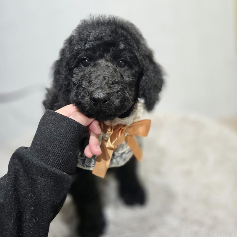 成約済の石川県のスタンダードプードル-435857の3枚目