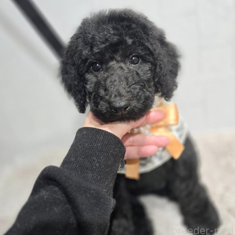 成約済の石川県のスタンダードプードル-435857の2枚目