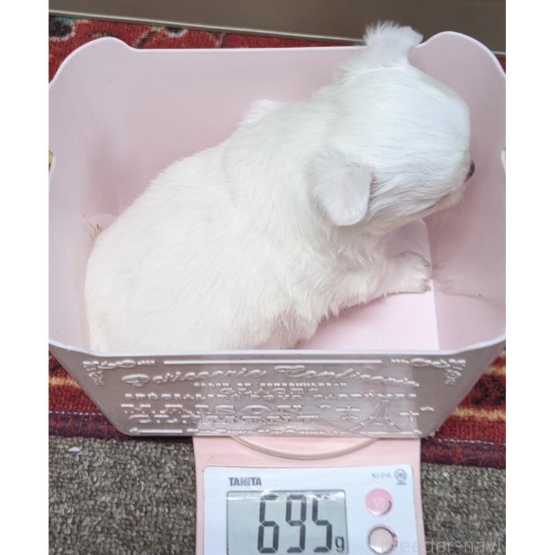 販売中の福井県のチワワ(ロングコート)-439105の3枚目