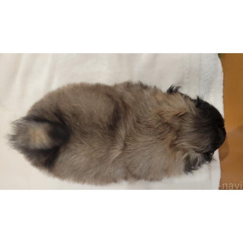 販売中の岡山県のペキニーズ-439107の7枚目