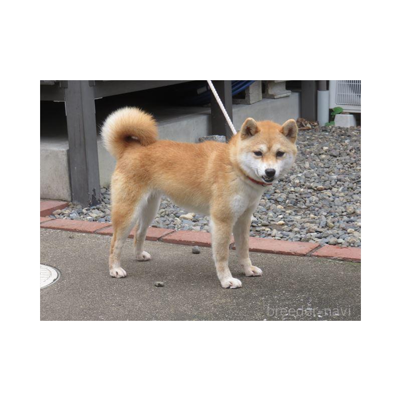 大分乃光姫ちゃん1枚目