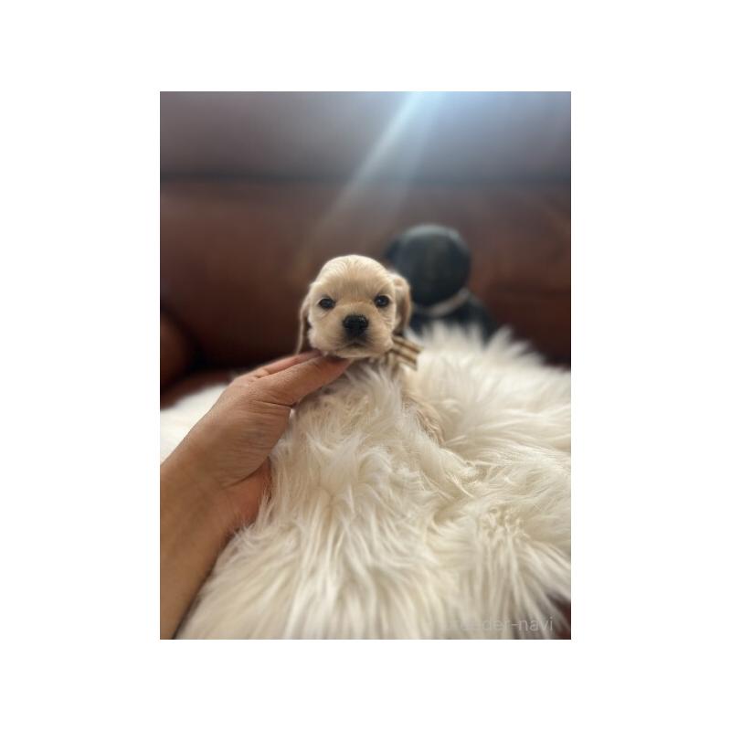 販売中の埼玉県のアメリカンコッカースパニエル-439113の6枚目