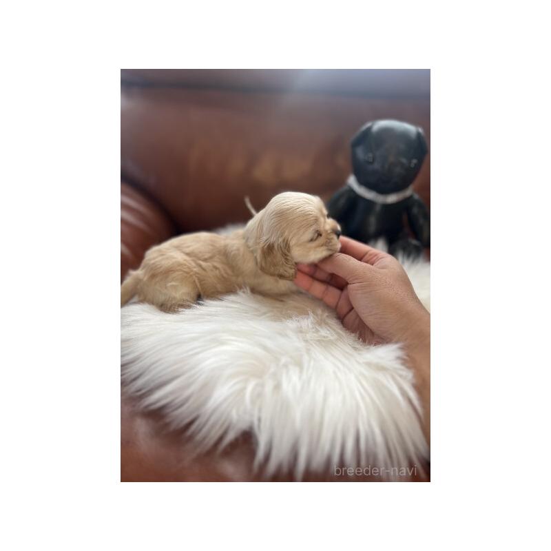 販売中の埼玉県のアメリカンコッカースパニエル-439113の5枚目