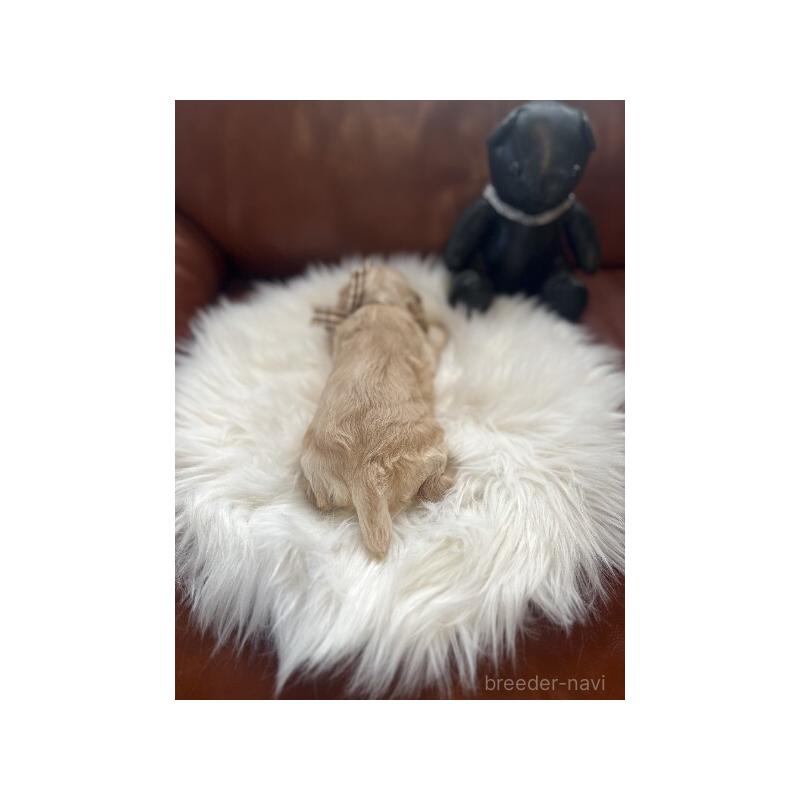 販売中の埼玉県のアメリカンコッカースパニエル-439113の4枚目