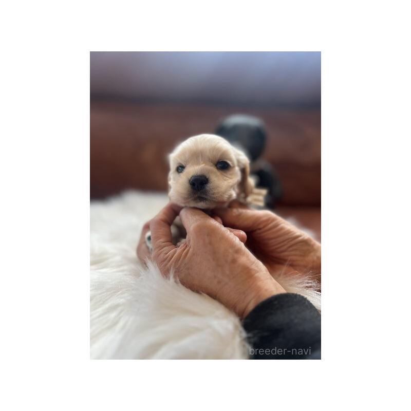 販売中の埼玉県のアメリカンコッカースパニエル-439113の3枚目