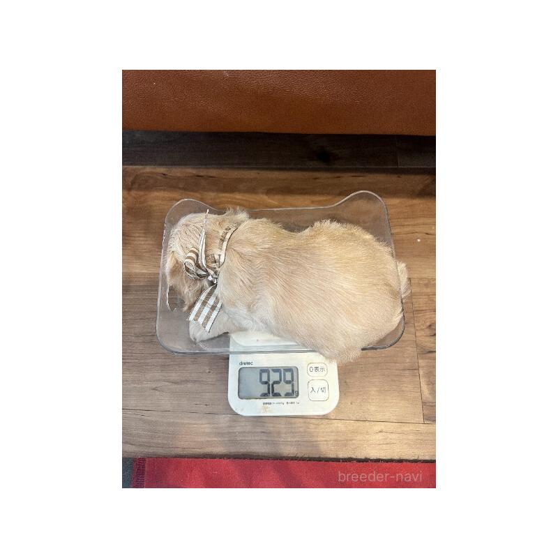 販売中の埼玉県のアメリカンコッカースパニエル-439113の2枚目