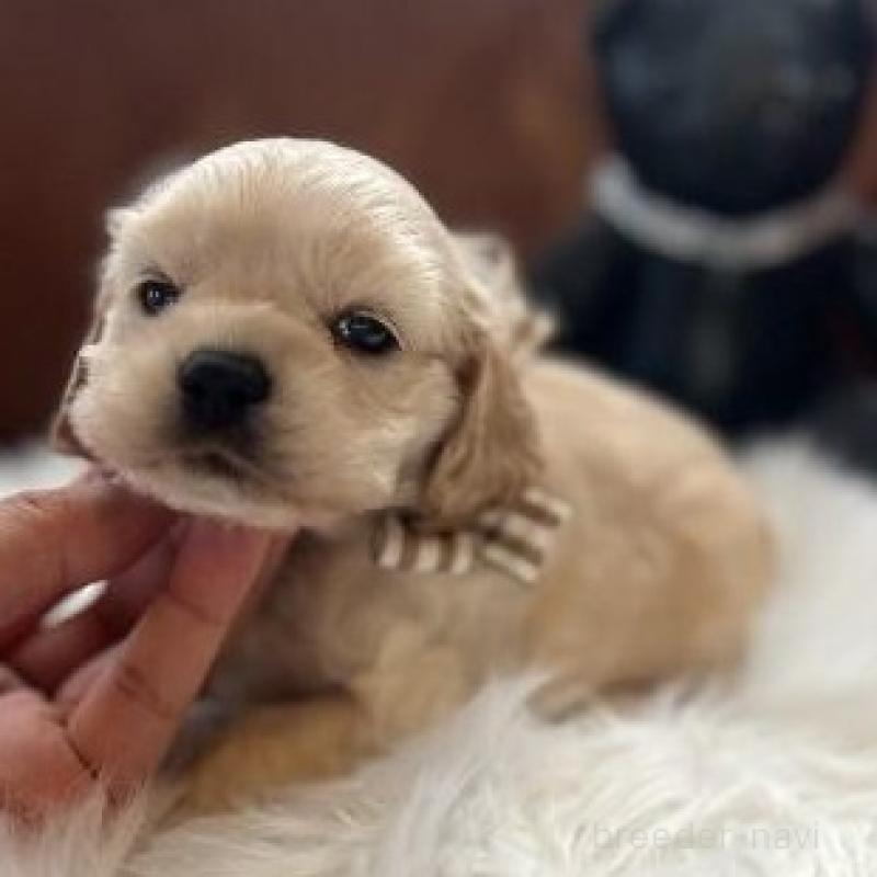 販売中の埼玉県のアメリカンコッカースパニエル-439113