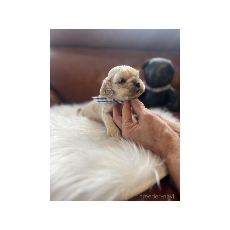 販売中の埼玉県のアメリカンコッカースパニエル-439115の3枚目