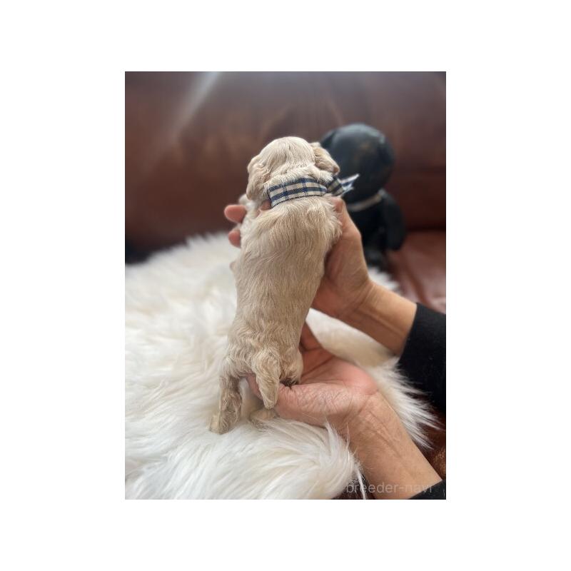 販売中の埼玉県のアメリカンコッカースパニエル-439115の4枚目