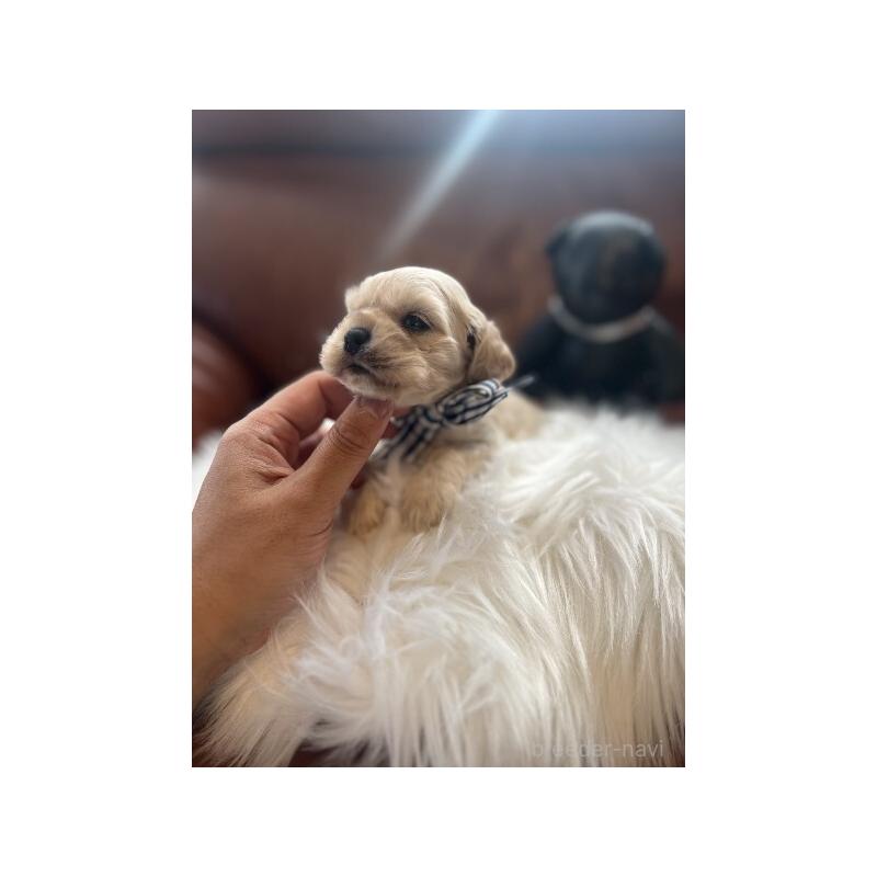 販売中の埼玉県のアメリカンコッカースパニエル-439115の2枚目